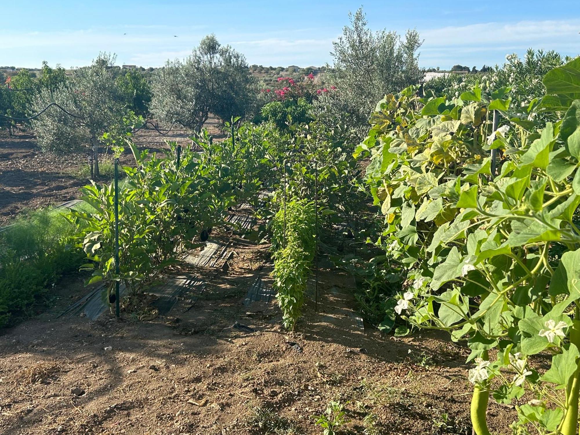 Baglio Il Gelso E L'Ulivo Appartamento Il Fico Noto Buitenkant foto