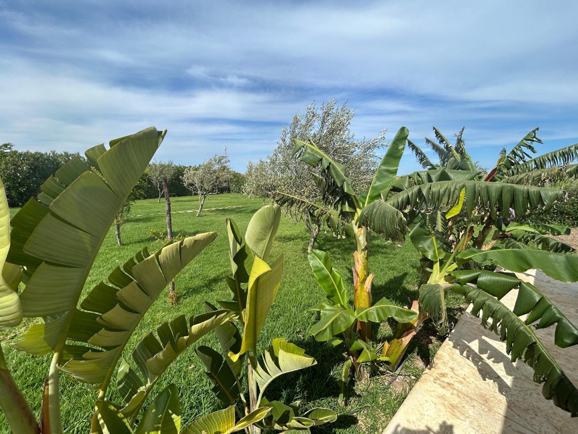 Baglio Il Gelso E L'Ulivo Appartamento Il Fico Noto Buitenkant foto
