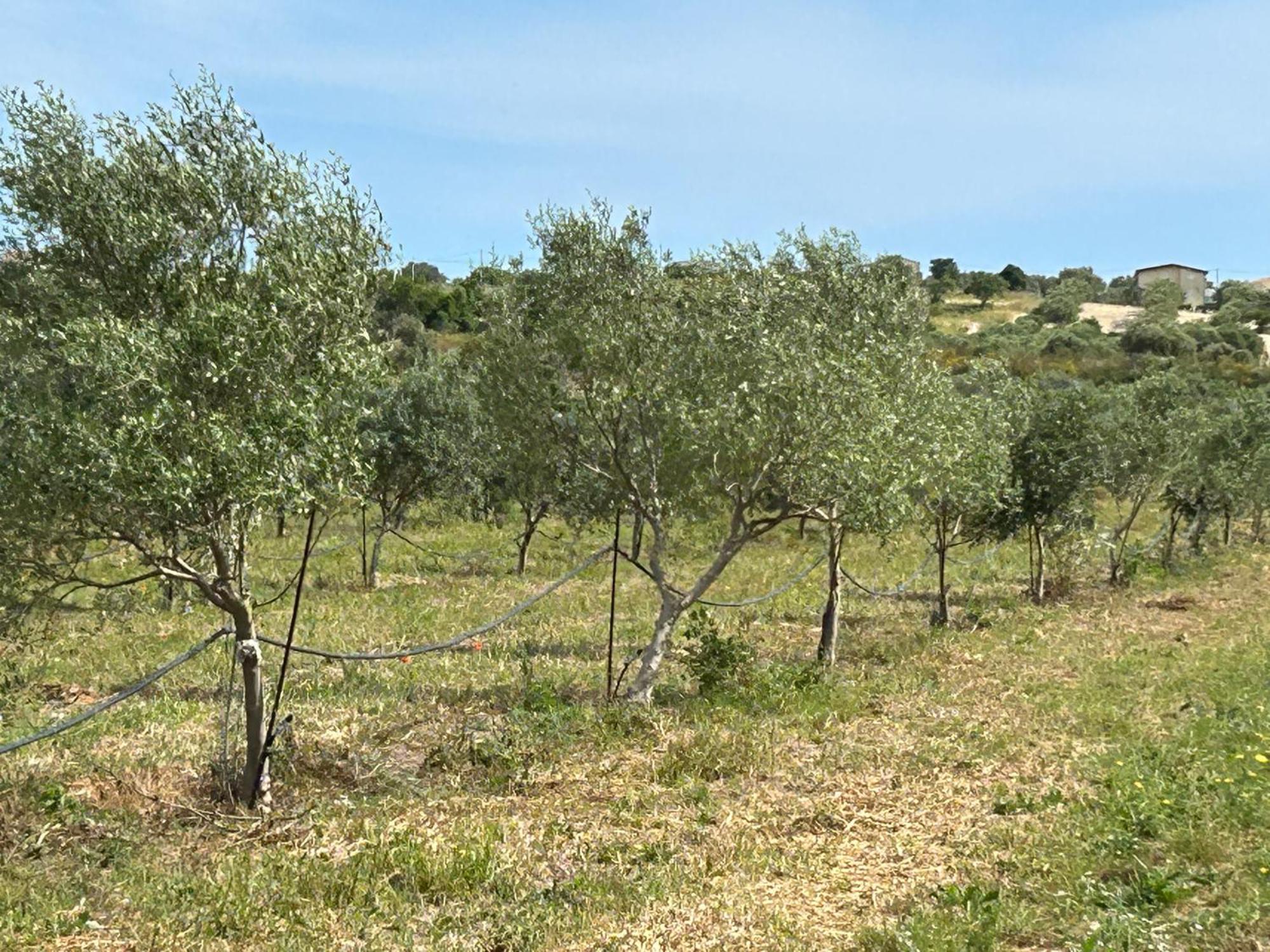 Baglio Il Gelso E L'Ulivo Appartamento Il Fico Noto Buitenkant foto